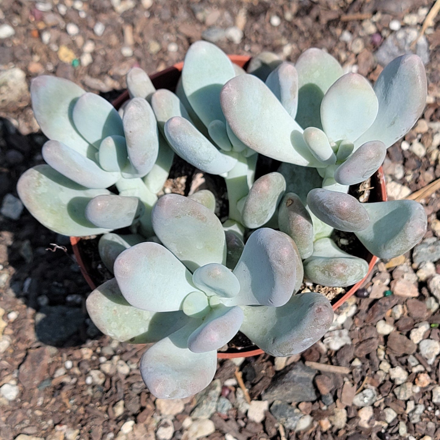 Pachyphytum oviferum 'Purpus' 'Pierres de Lune'