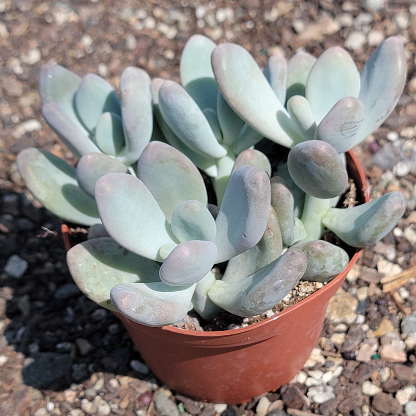 Pachyphytum oviferum 'Purpus' 'Moonstones'