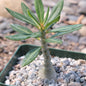 Pachypodium bispinosum - 4 Inch Assorted - Succulent - DesertScapeSucculent