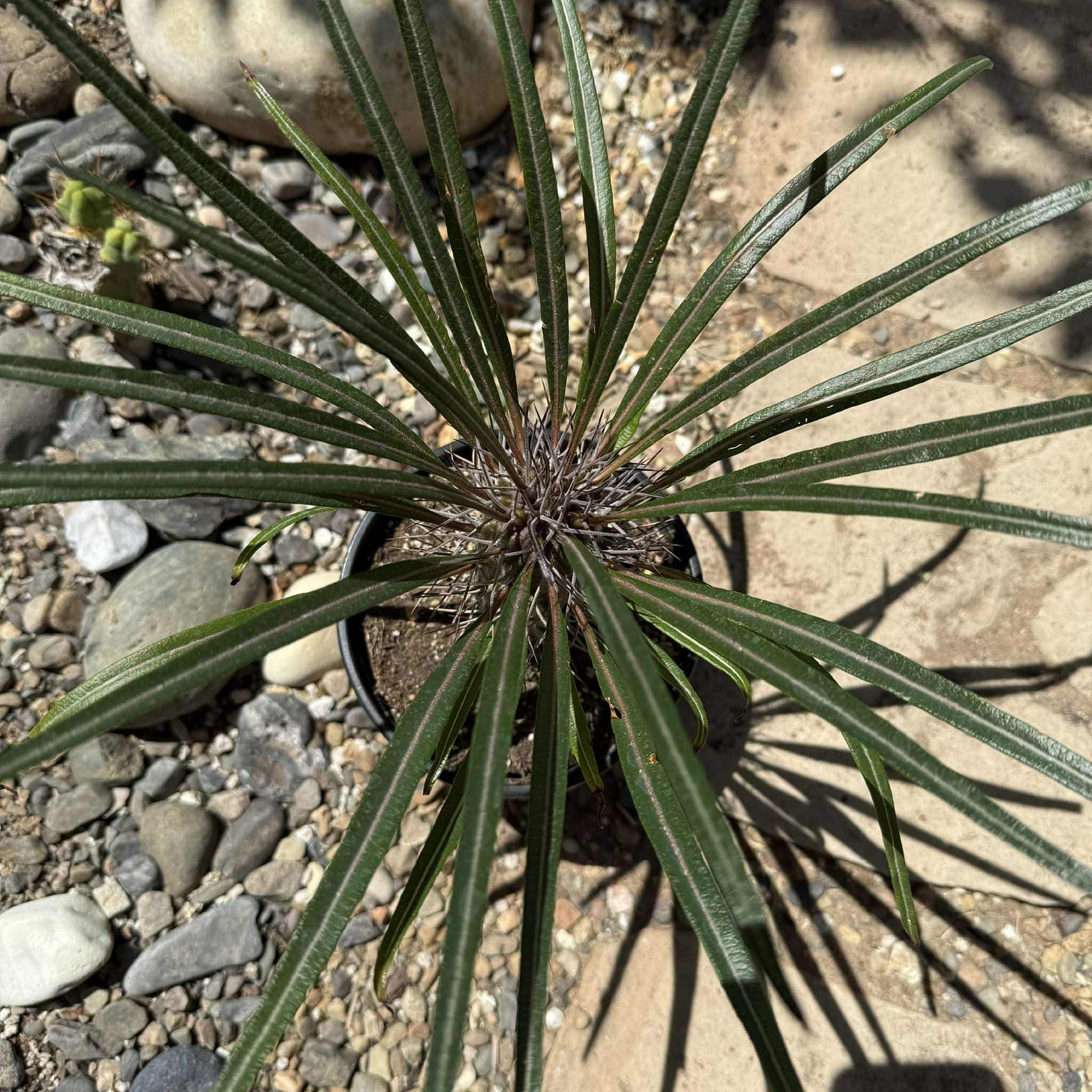 Pachypodium gaeyi 'Madagascar Palm' - 8 Inch Assorted - Succulent - DesertScapeSucculent