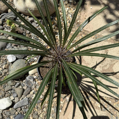 Pachypodium gaeyi 'Madagascar Palm' - 8 Inch Assorted - Succulent - DesertScapeSucculent