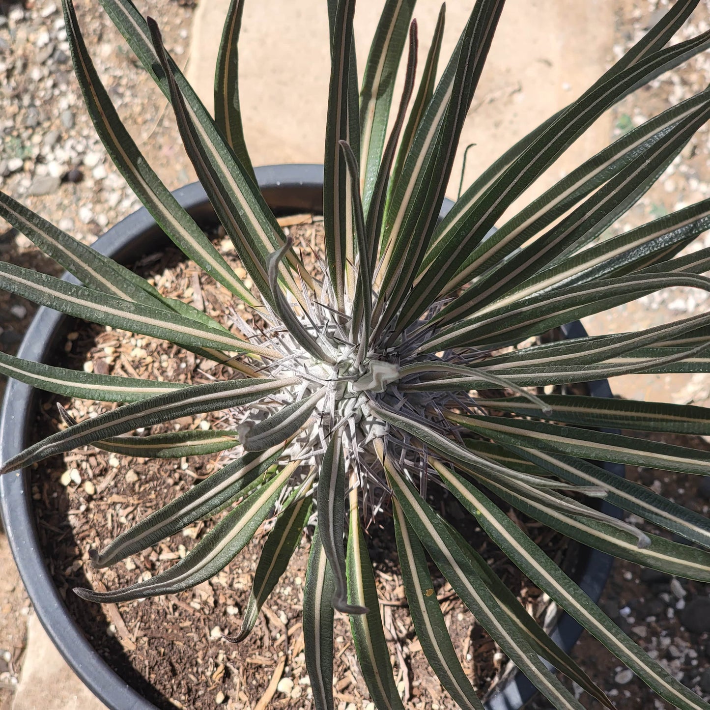 Pachypodium gaeyi 'Madagascar Palm'