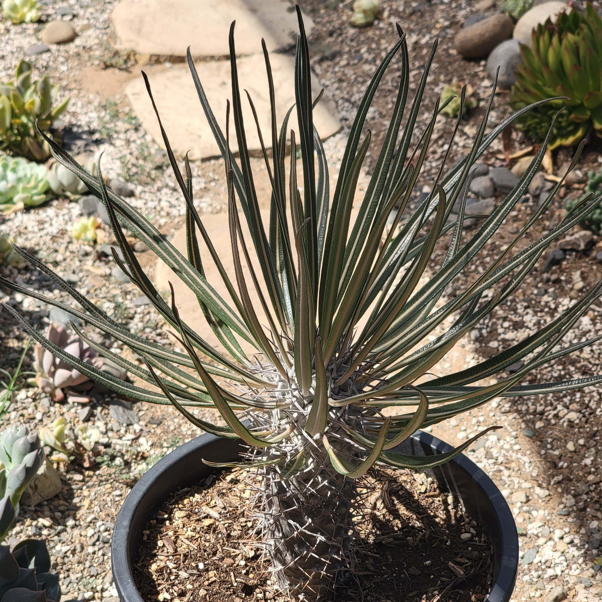 succulents from madagascar Pachypodium gaeyi 'Madagascar Palm' – DesertScapeSucculent