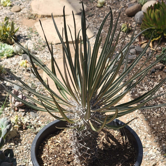 DesertScapeSucculent Succulent 8/2gal" Assorted Pachypodium gaeyi 'Madagascar Palm'