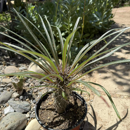 Pachypodium gaeyi 'Madagascar Palm' - 6 Inch Assorted - Succulent - DesertScapeSucculent