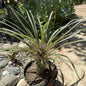 Pachypodium gaeyi 'Madagascar Palm' - 6 Inch Assorted - Succulent - DesertScapeSucculent