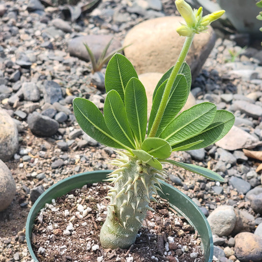 Pachypodium inopinatum