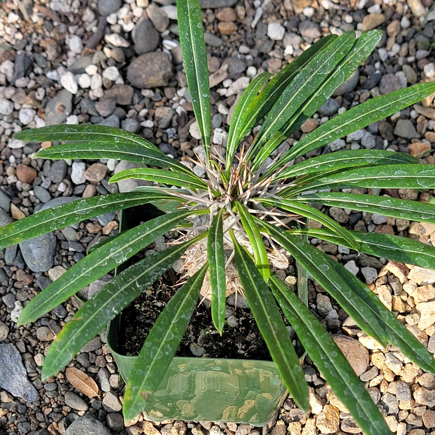 DesertScapeSucculent Succulent Pachypodium lamerei 'Madagascar Palm'