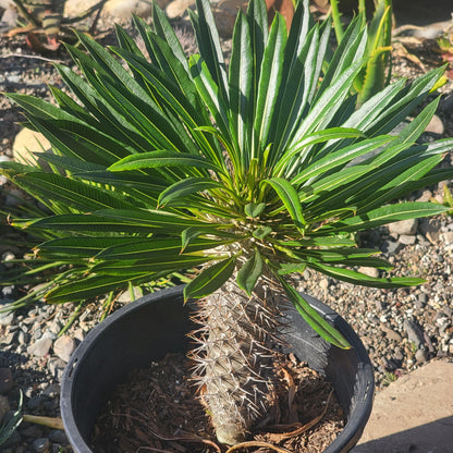 DesertScapeSucculent Succulent Pachypodium lamerei 'Madagascar Palm'