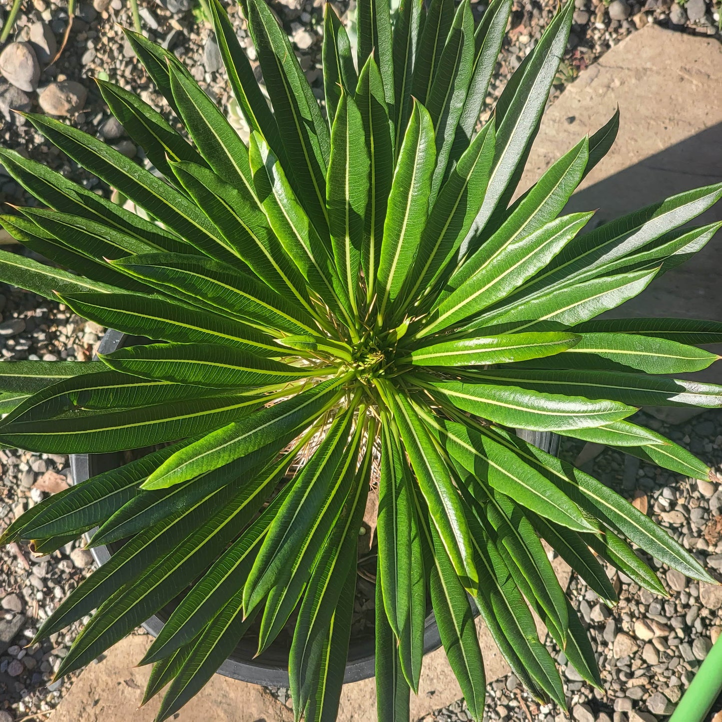 DesertScapeSucculent Succulent Pachypodium lamerei 'Madagascar Palm'