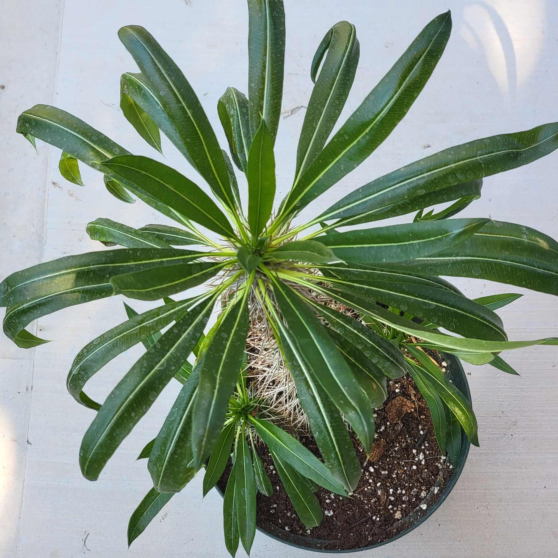 Pachypodium lamerei 'Madagascar Palm' - 8 Inch Assorted - Succulent - DesertScapeSucculent