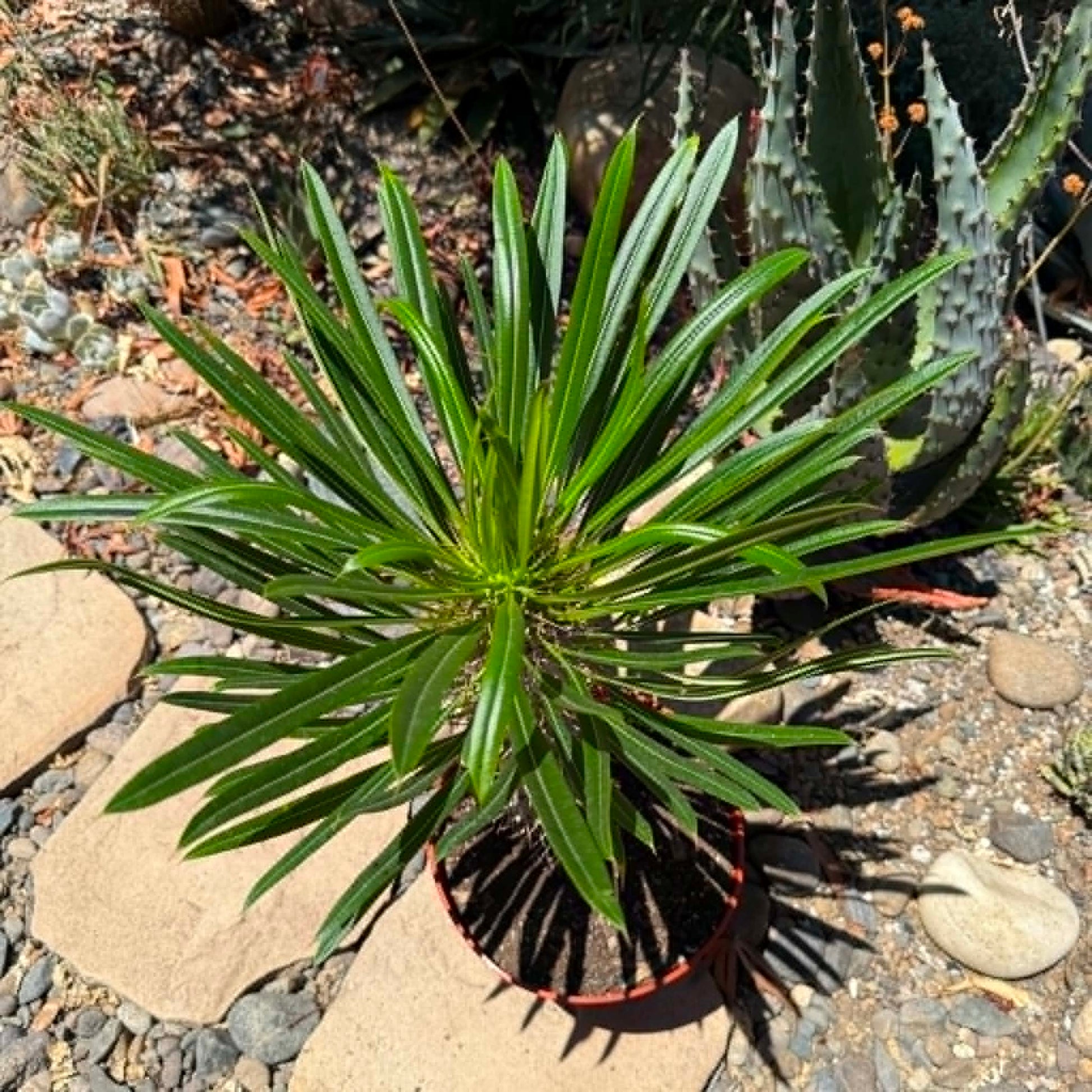 DesertScapeSucculent Succulent Pachypodium lamerei 'Madagascar Palm'