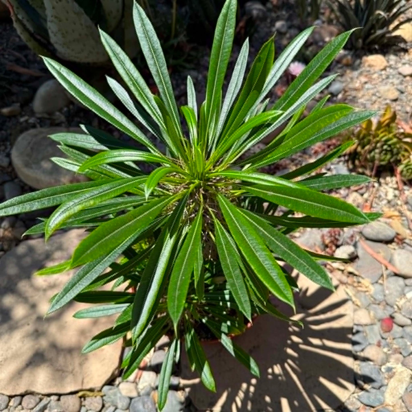 DesertScapeSucculent Succulent Pachypodium lamerei 'Madagascar Palm'