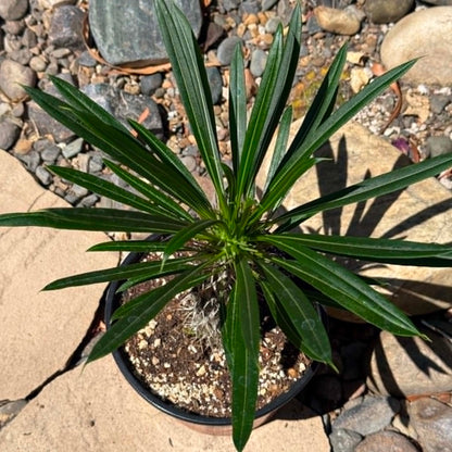 DesertScapeSucculent Succulent Pachypodium lamerei 'Madagascar Palm'