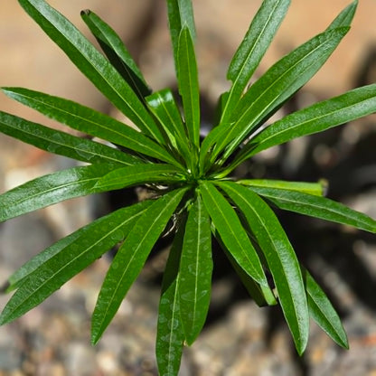 DesertScapeSucculent Succulent Pachypodium lamerei 'Madagascar Palm'