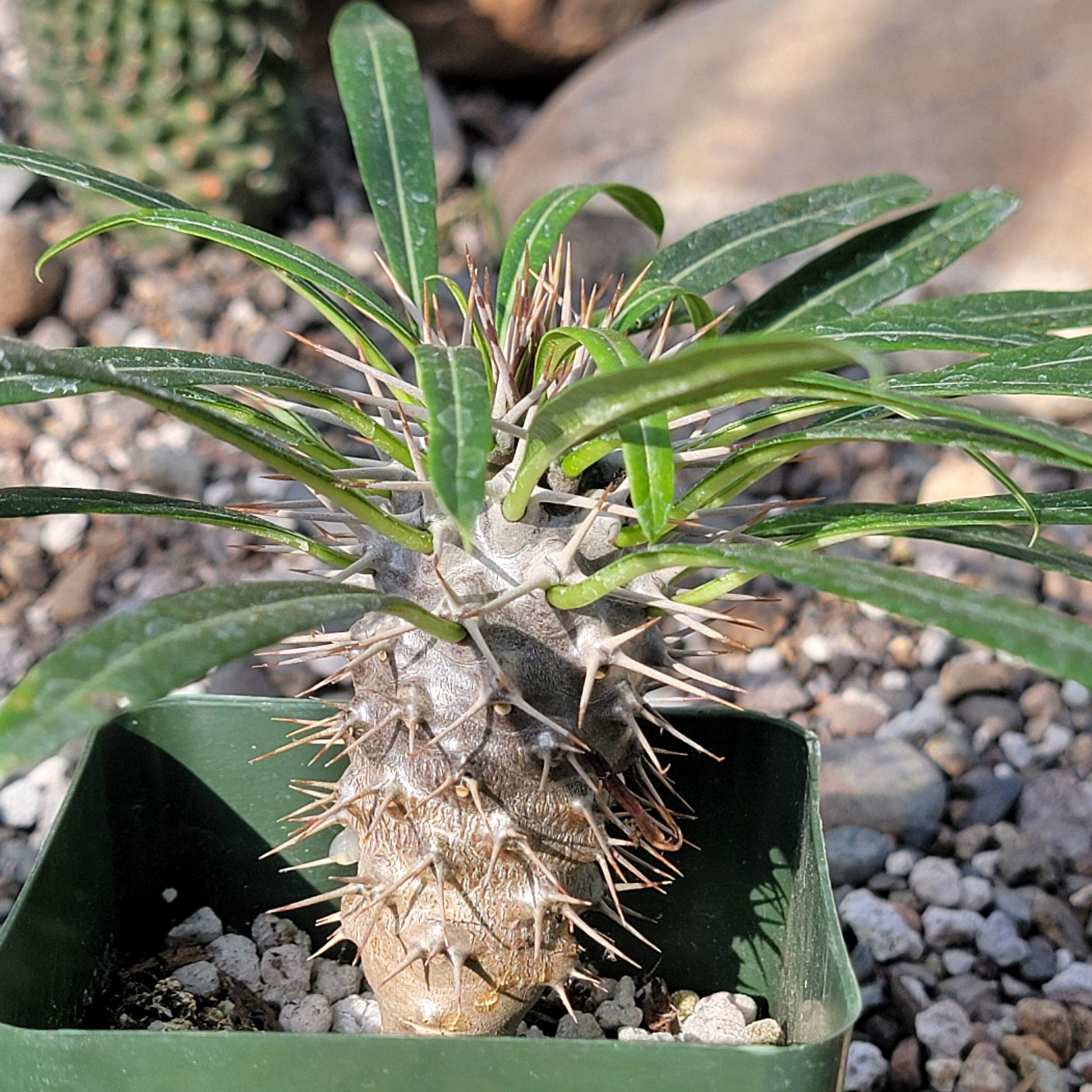 Pachypodium lamerei 'Madagascar Palm' - 4 Inch Assorted - Succulent - DesertScapeSucculent