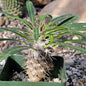 Pachypodium lamerei 'Madagascar Palm' - 4 Inch Assorted - Succulent - DesertScapeSucculent