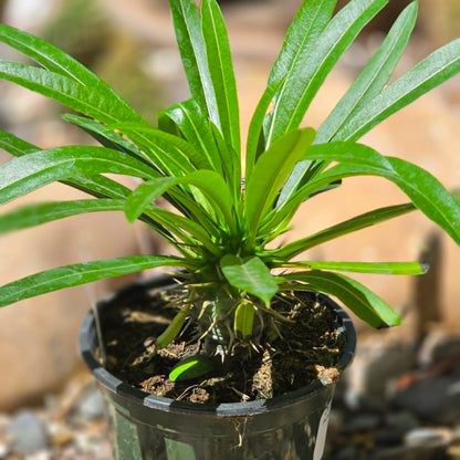 DesertScapeSucculent Succulent 4 Inch Pachypodium lamerei 'Madagascar Palm'