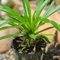 DesertScapeSucculent Succulent 4 Inch Pachypodium lamerei 'Madagascar Palm'