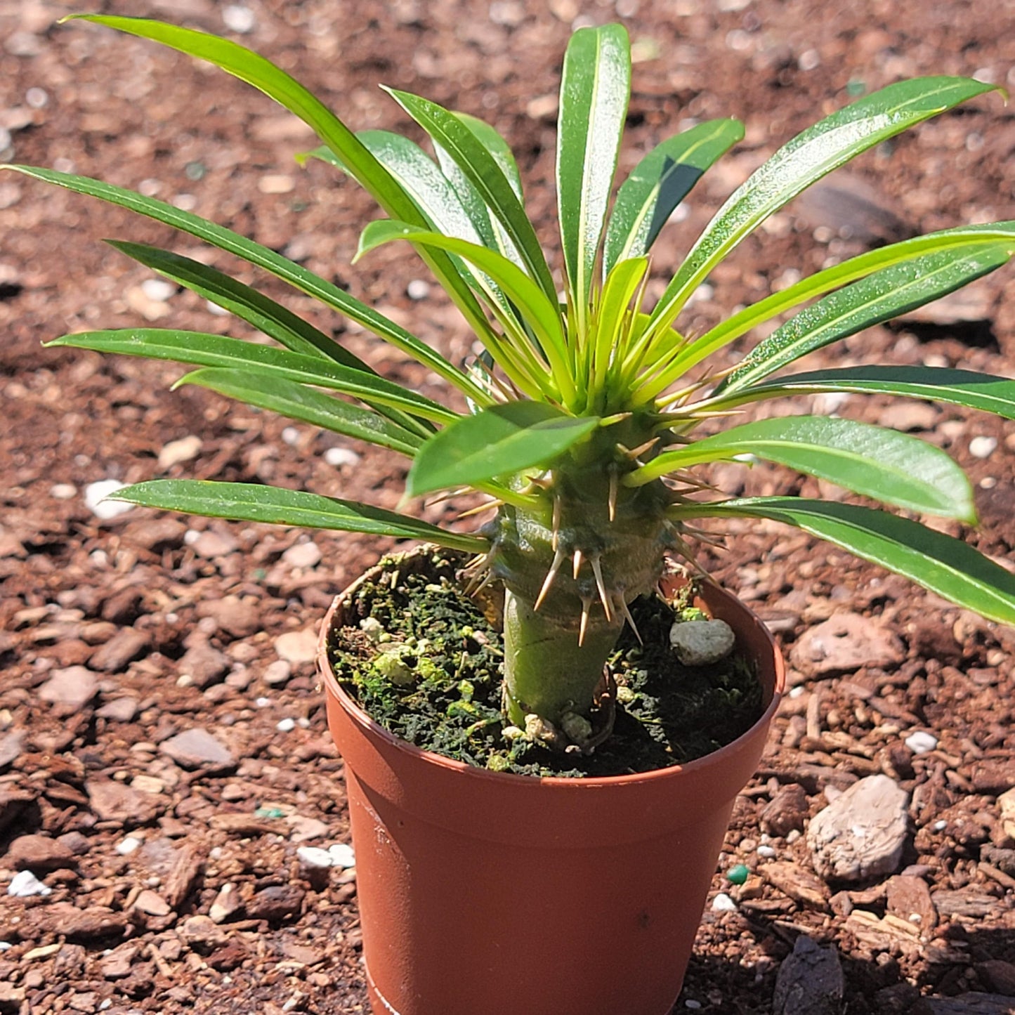 Pachypodium lamerei 'Palma de Madagascar'