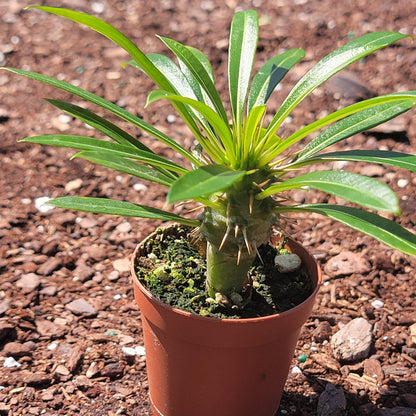 Pachypodium lamerei 'Palmier de Madagascar'