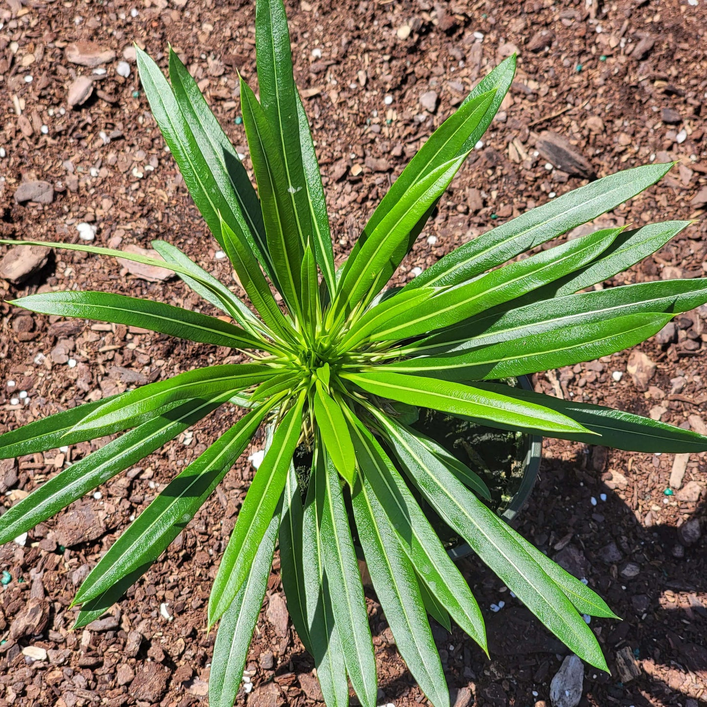 Pachypodium lamerei 'Palmier de Madagascar'