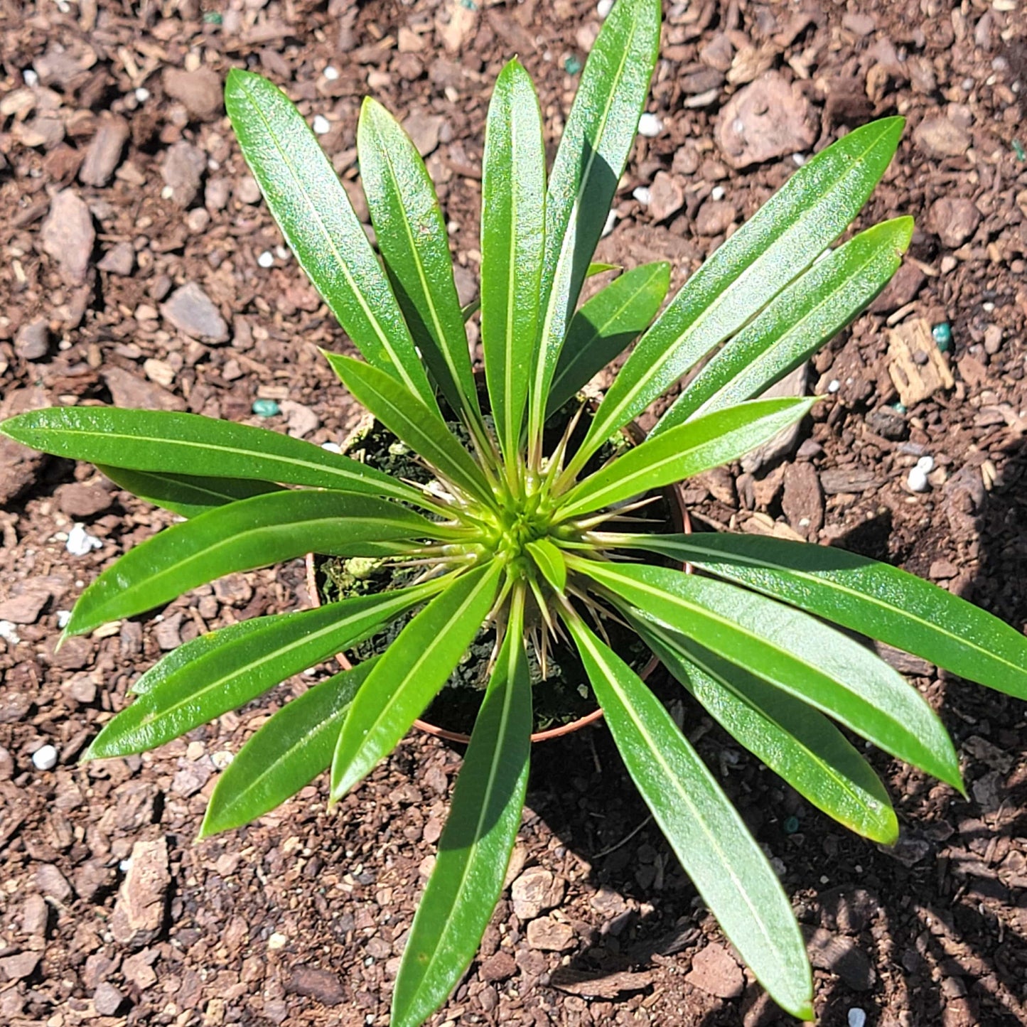 Pachypodium lamerei 'Madagascar Palm'