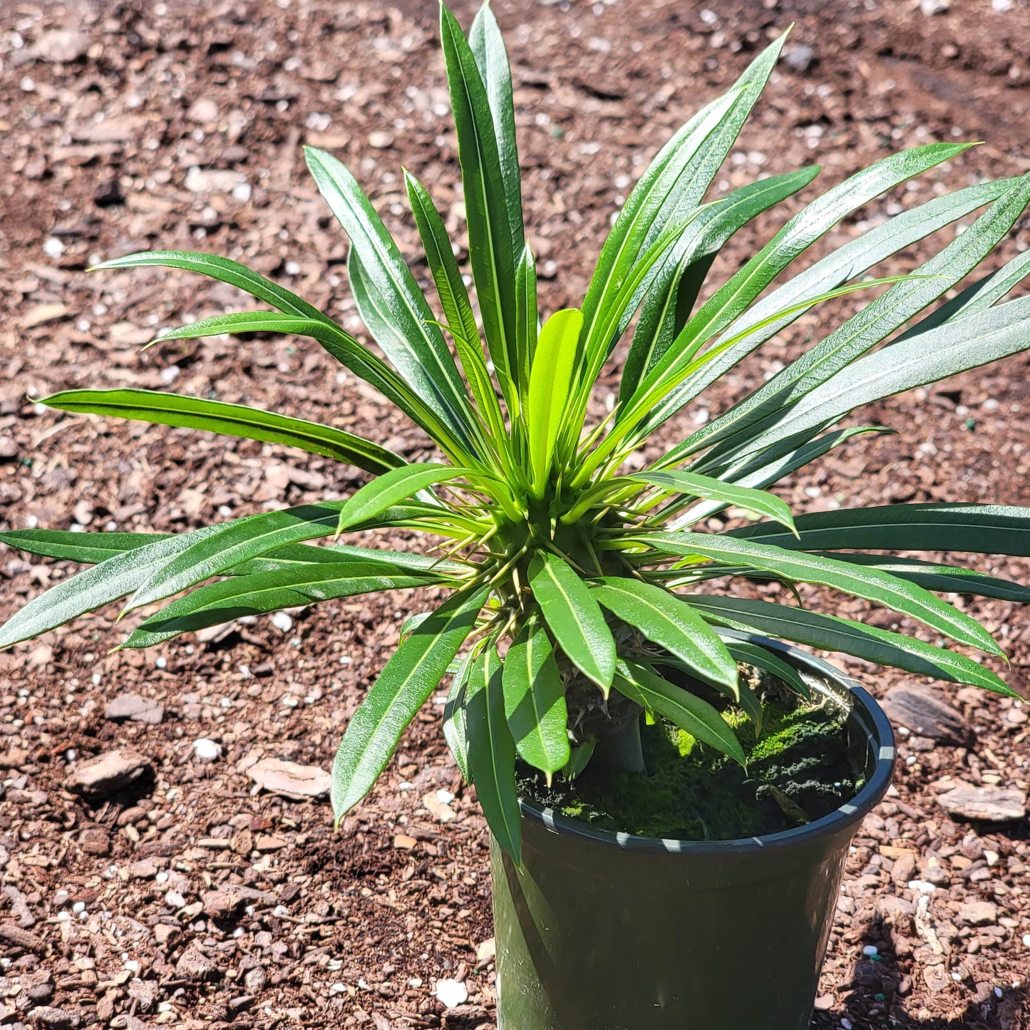 Pachypodium lamerei 'Palma de Madagascar'