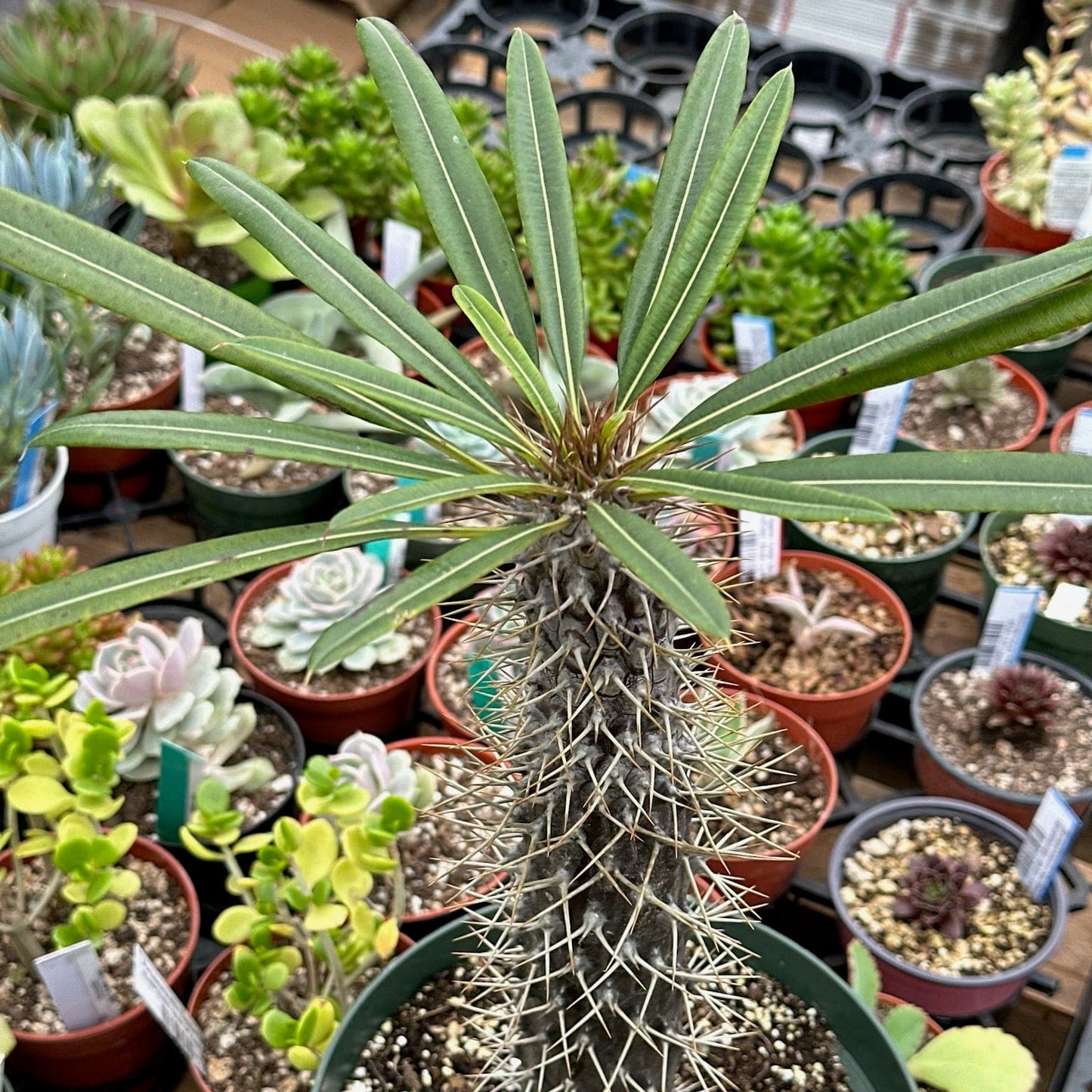 Pachypodium lamerei 'Palma de Madagascar'