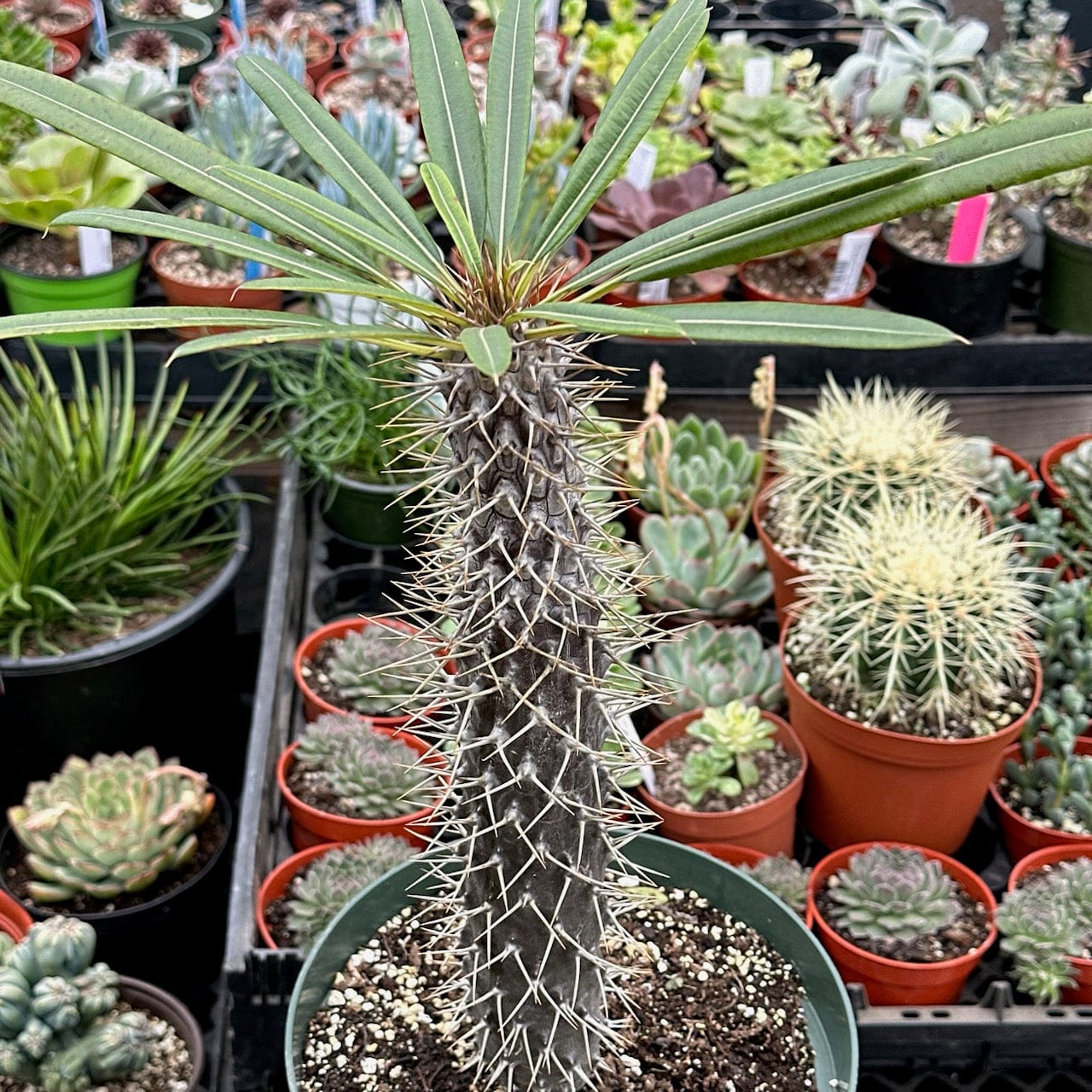 Pachypodium lamerei 'Palma de Madagascar'