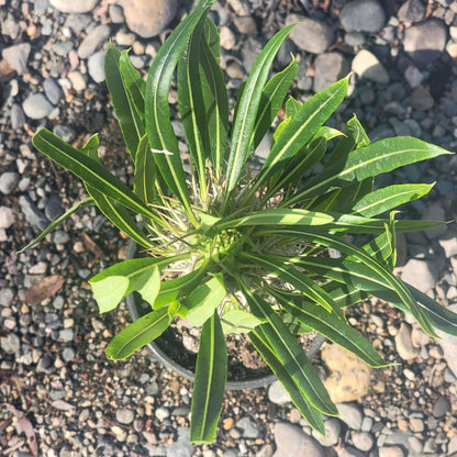 Pachypodium lamerei 'Palma de Madagascar'