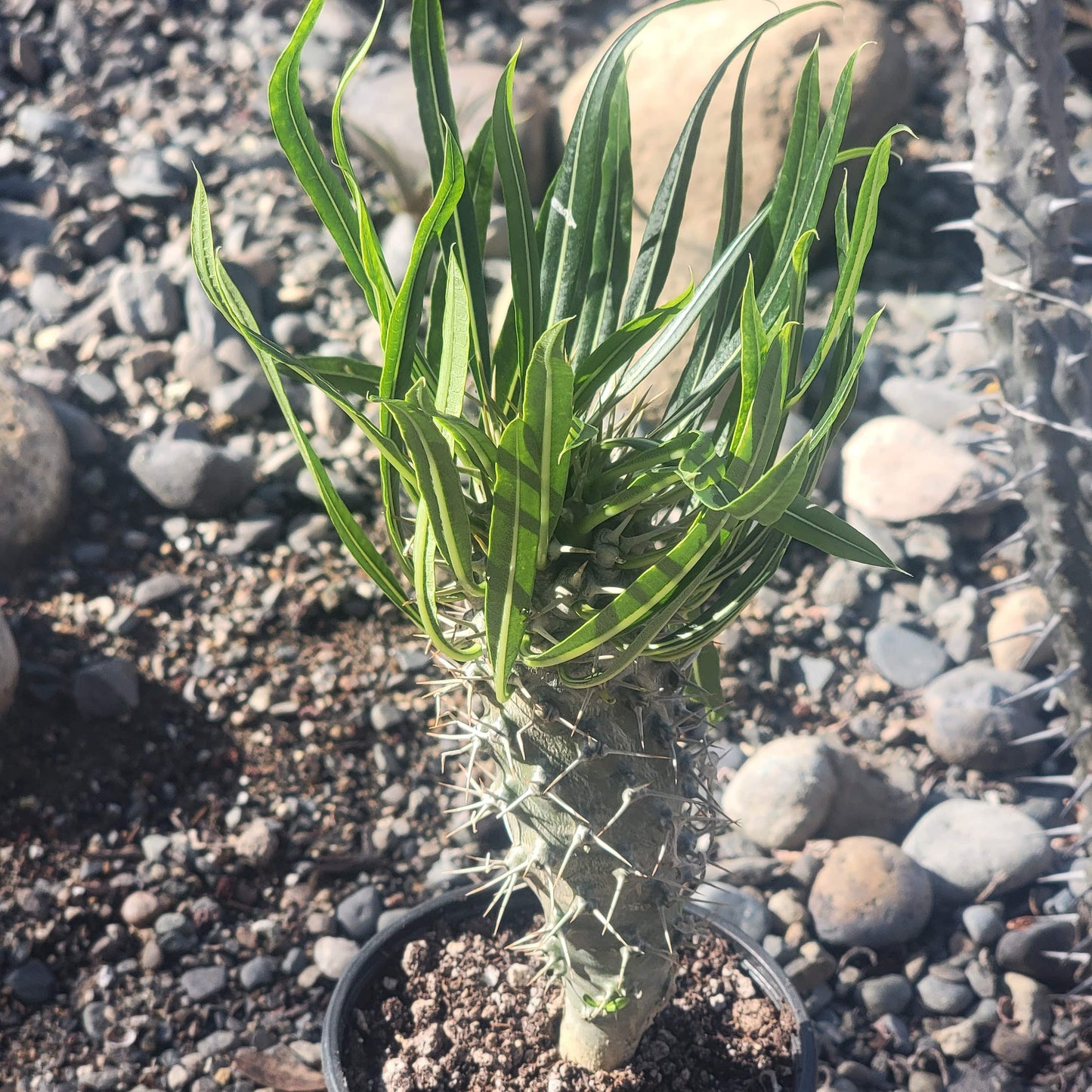 Pachypodium lamerei 'Madagascar Palm'