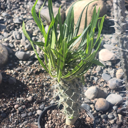 Pachypodium lamerei 'Palma de Madagascar'