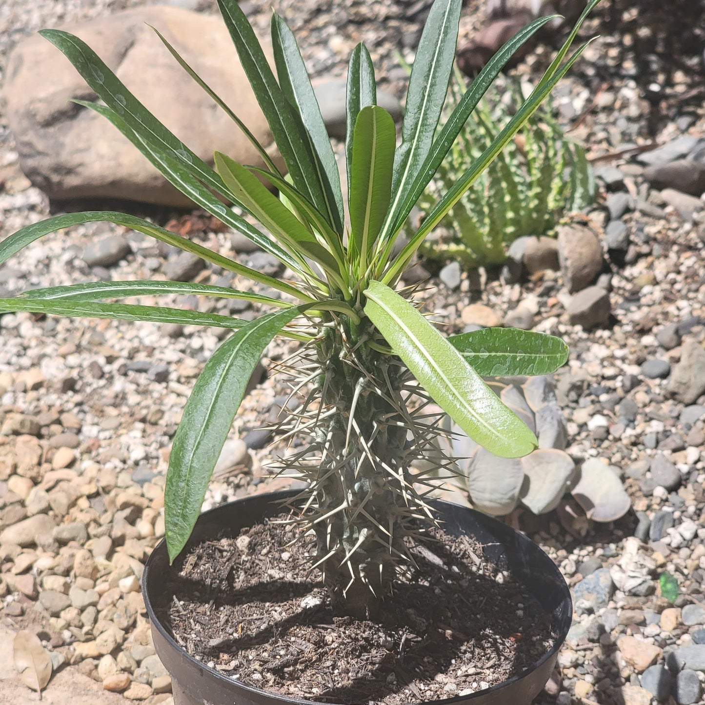 Pachypodium lamerei 'Palmier de Madagascar'