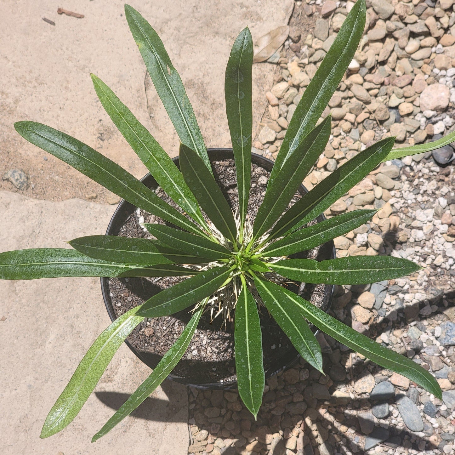 Pachypodium lamerei 'Palma de Madagascar'