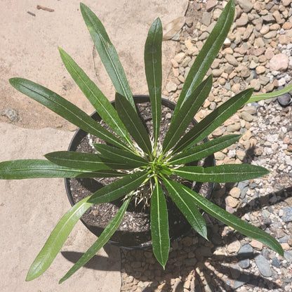 Pachypodium lamerei 'Palmier de Madagascar'