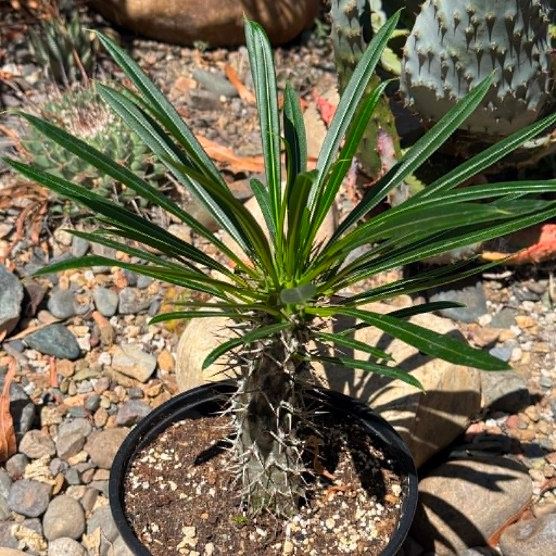 madagascar house plants Pachypodium lamerei 'Madagascar Palm' – DesertScapeSucculent