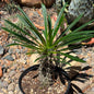 DesertScapeSucculent Succulent 6 Inch Pachypodium lamerei 'Madagascar Palm'
