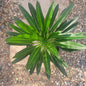 Pachypodium lamerei 'Madagascar Palm' - 6 Inch Assorted - Succulent - DesertScapeSucculent