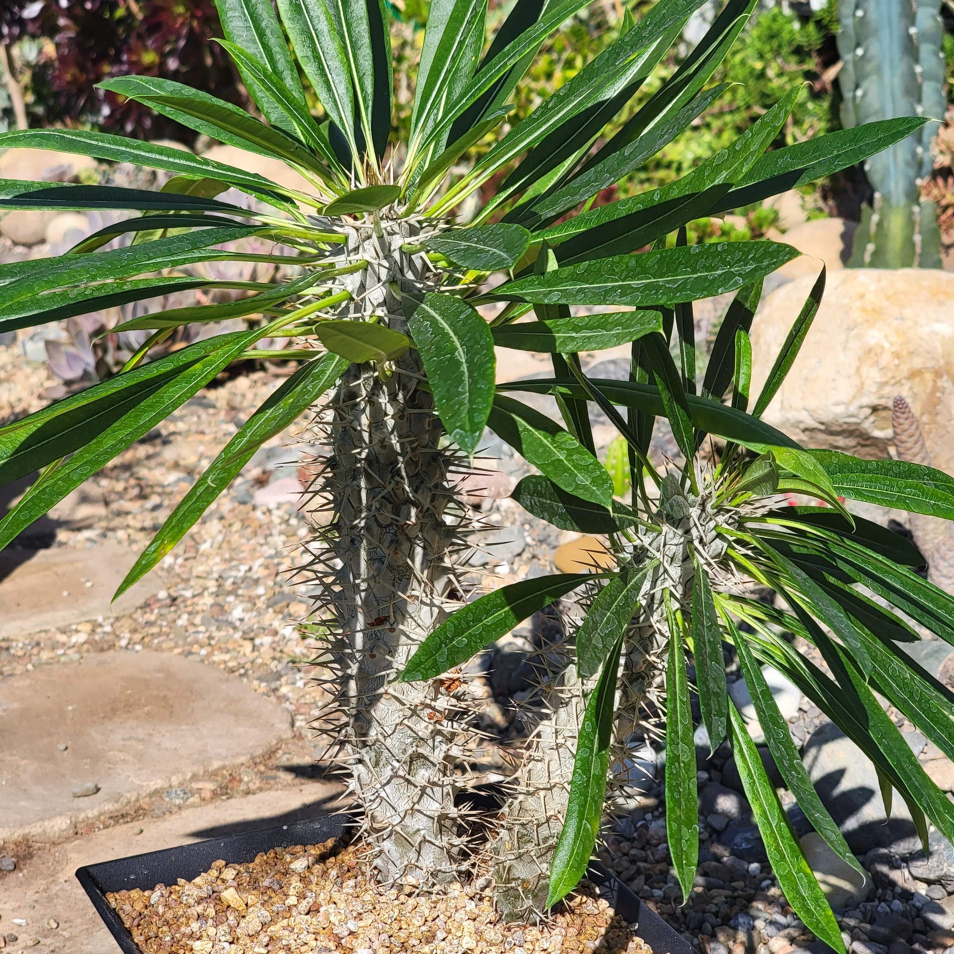 Pachypodium lamerei 'Madagascar Palm' - 8 Inch Double Trunk Assorted - Succulent - DesertScapeSucculent