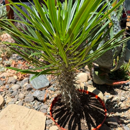 DesertScapeSucculent Succulent 8 Inch Pachypodium lamerei 'Madagascar Palm'