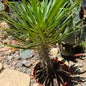 DesertScapeSucculent Succulent 8 Inch Pachypodium lamerei 'Madagascar Palm'
