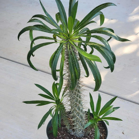 Pachypodium lamerei 'Madagascar Palm' - 8 Inch Assorted - Succulent - DesertScapeSucculent