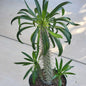 Pachypodium lamerei 'Madagascar Palm' - 8 Inch Assorted - Succulent - DesertScapeSucculent