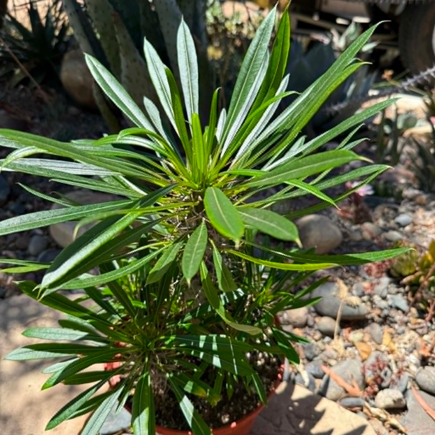 DesertScapeSucculent Succulent 8 Inch Multi Trunk Pachypodium lamerei 'Madagascar Palm'