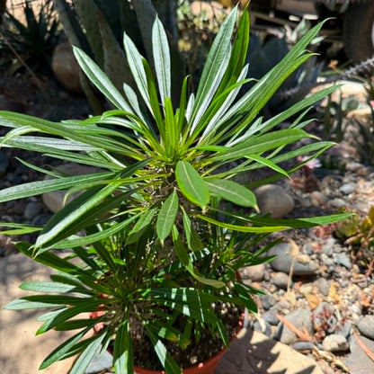 DesertScapeSucculent Succulent 8 Inch Multi Trunk Pachypodium lamerei 'Madagascar Palm'