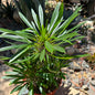 DesertScapeSucculent Succulent 8 Inch Multi Trunk Pachypodium lamerei 'Madagascar Palm'