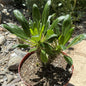 Pachypodium lamerei 'ramosum' - 8 Inch Assorted - Succulent - DesertScapeSucculent