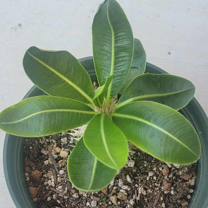 Pachypodium lealii v. saundersii - 6 Inch Assorted - Succulent - DesertScapeSucculent