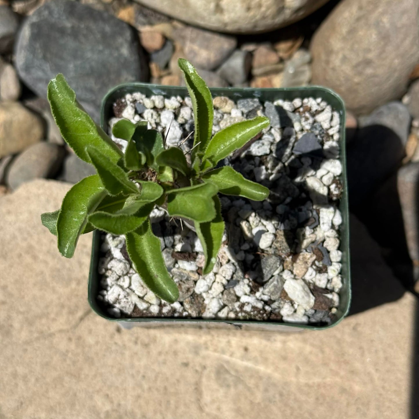 DesertScapeSucculent Succulent Pachypodium lealii v. saundersii